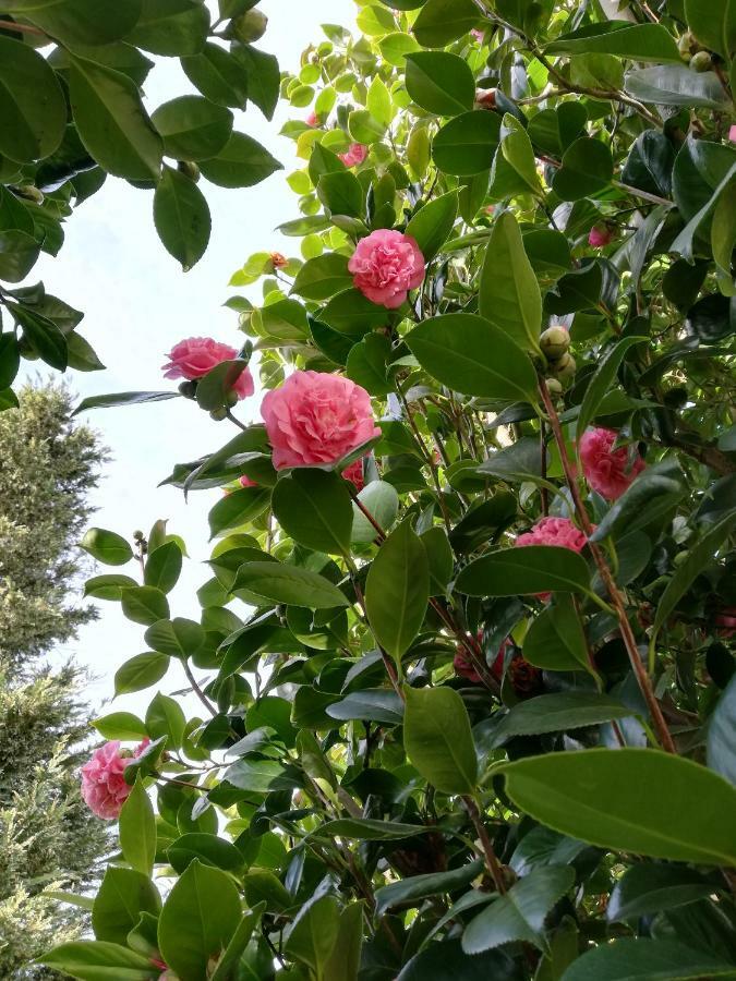 Villa Las Camelias 阿罗萨新镇 外观 照片